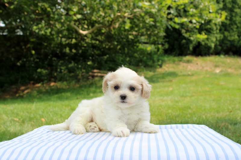 puppy, for, sale, Shi-Poo, Matthew B. Stoltzfus, dog, breeder, Gap, PA, dog-breeder, puppy-for-sale, forsale, nearby, find, puppyfind, locator, puppylocator, aca